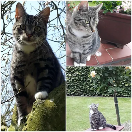 Apartmán 'unter Der Linde' *