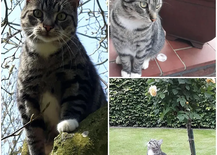 Appartement 'unter Der Linde' *